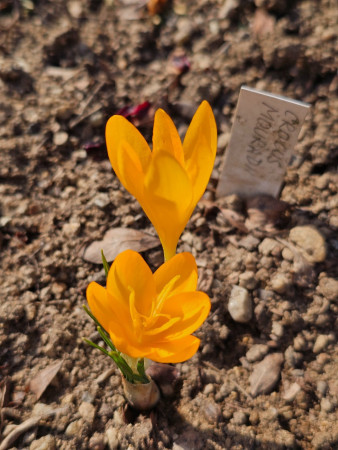 Crocus mouradii